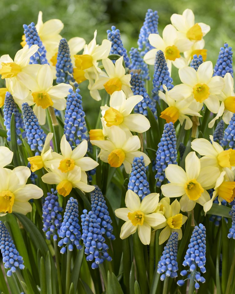 Dwarf narcissi and muscari matched for height and flowering time
