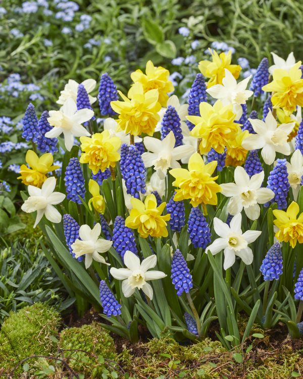 Dwarf Narcissi Pencrebar, Elka with muscari Heavenly Blue