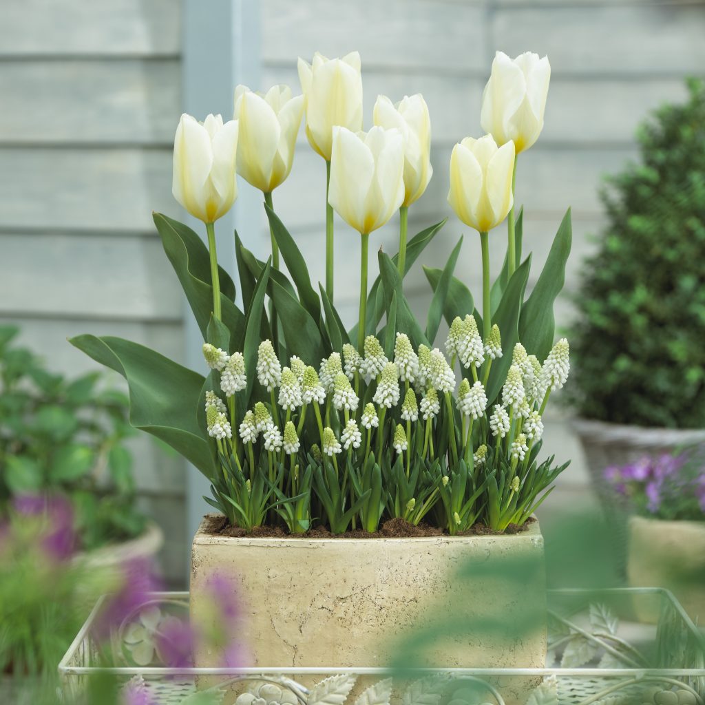 Tulip Purissima with Muscari White Magic