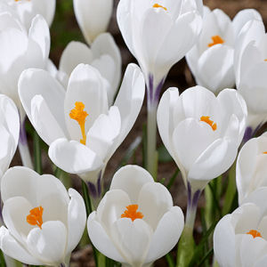 Crocus Ice Queen