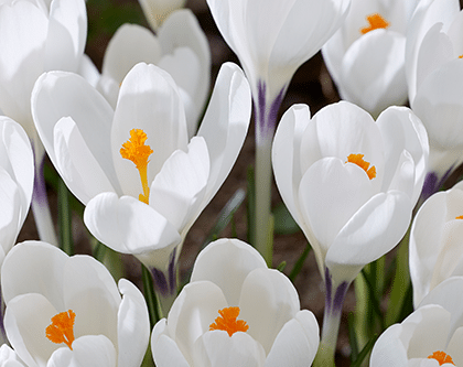Crocus Ice Queen