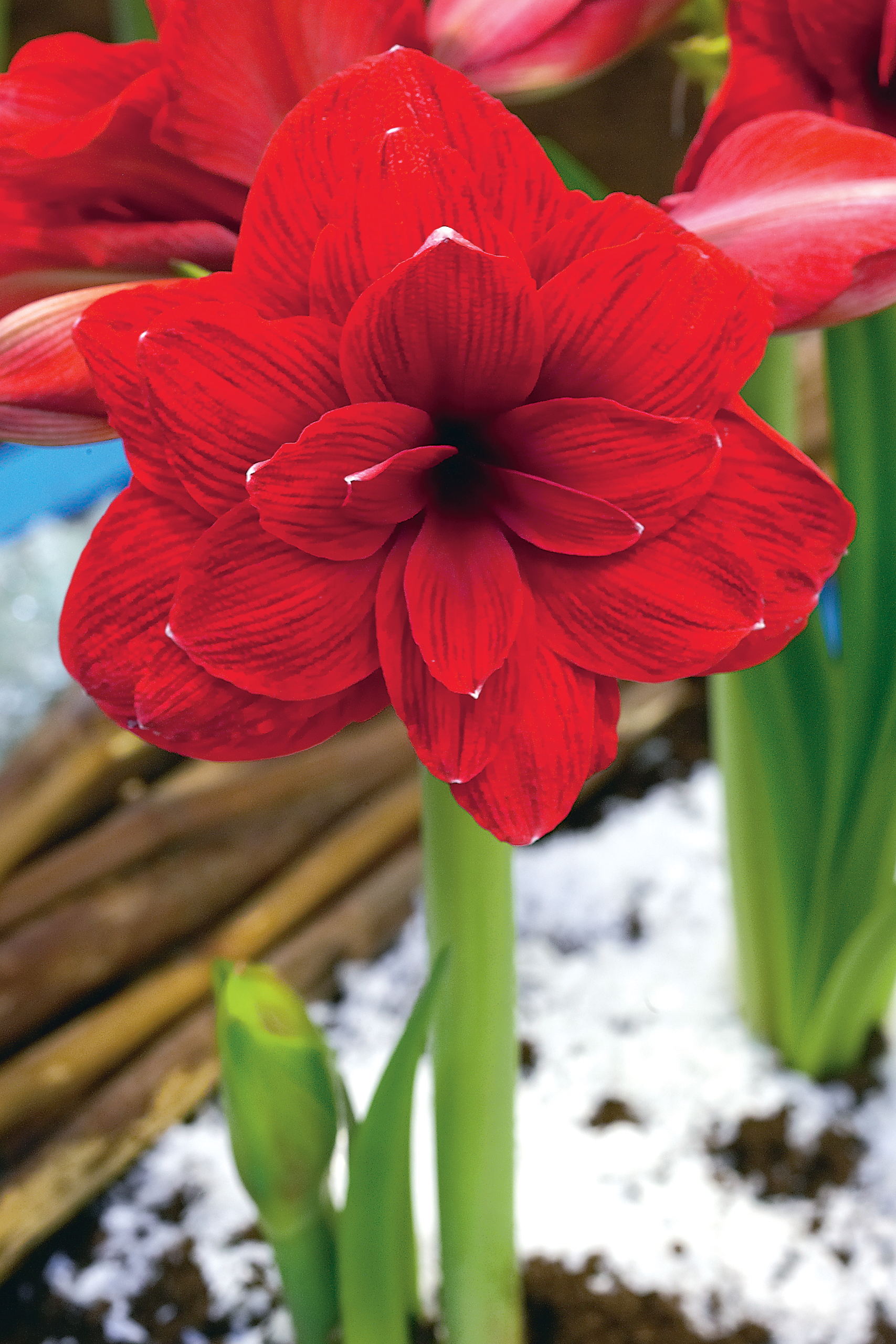 amaryllis-double-dragon