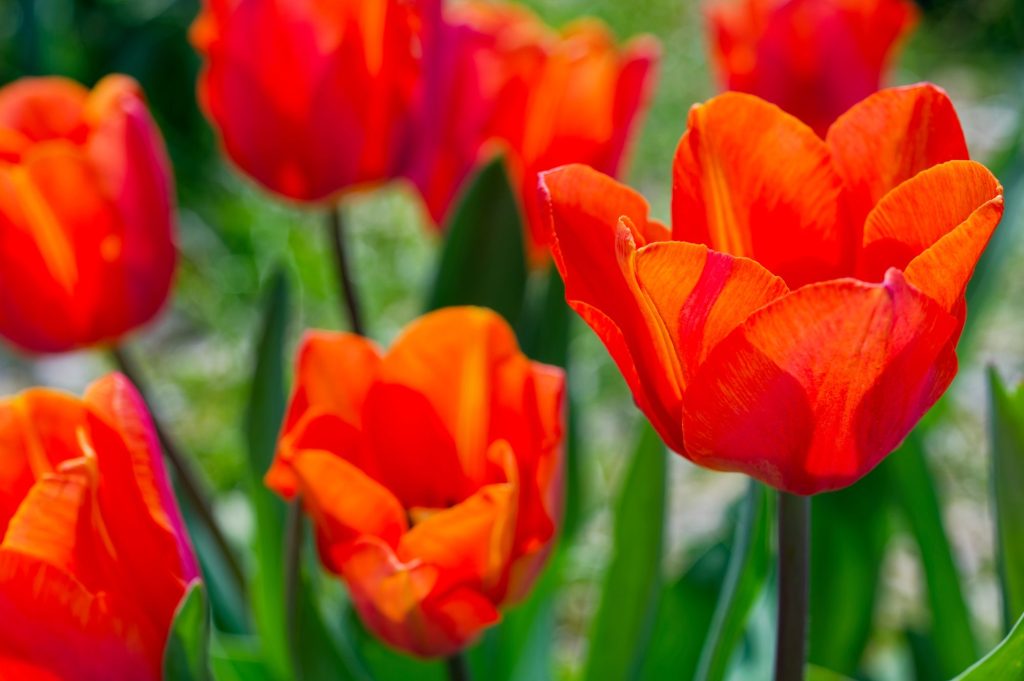 Jimmy triumph tulips in flower, glowing orange petals flamed with red