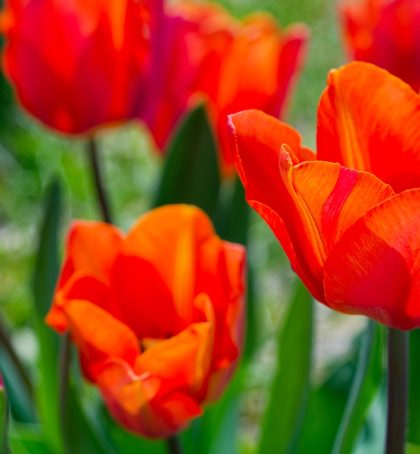 Jimmy triumph tulips in flower, glowing orange petals flamed with red