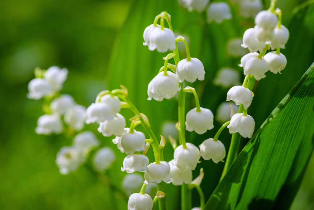Lily of the Valley