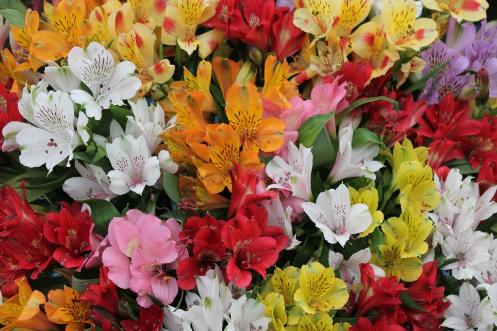 Alstromeria Ligtu Hybrids