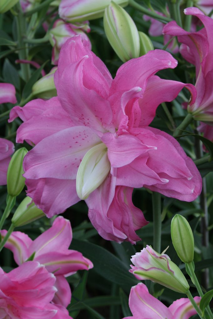 Lotus Joy