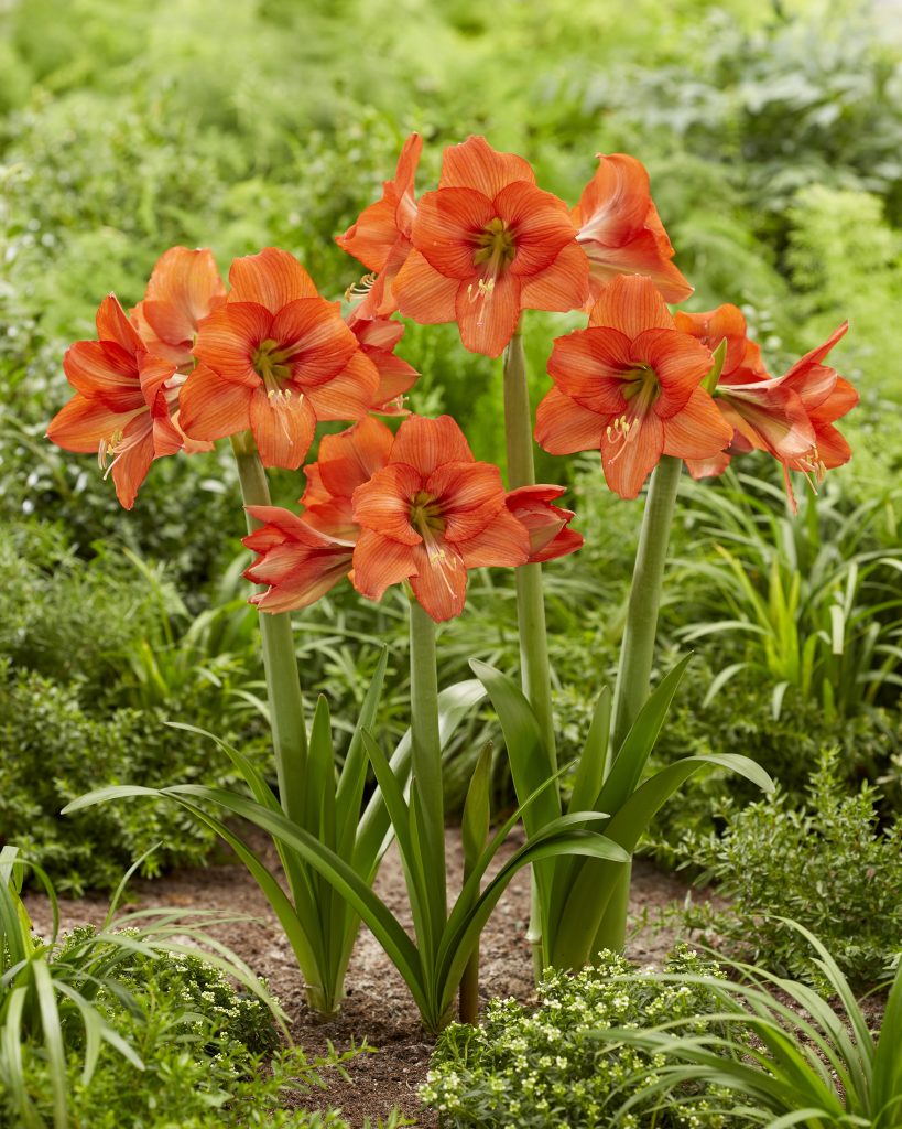 Orange Queen