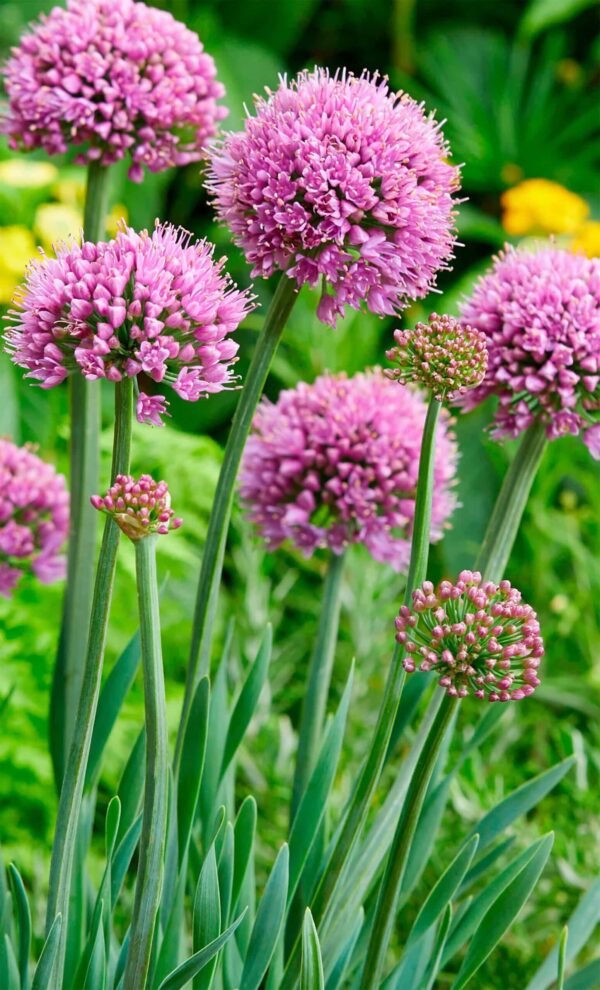Allium Sapphire