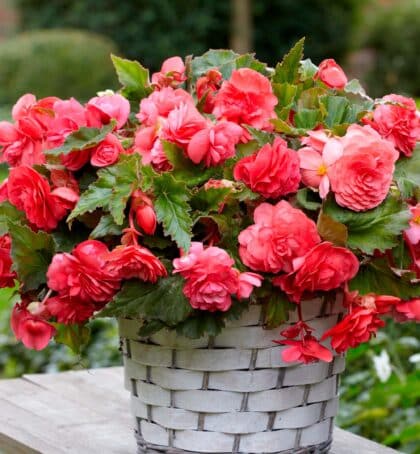 Fragrant Begonia Odorata flowers in bloom — Bloms Bulbs
