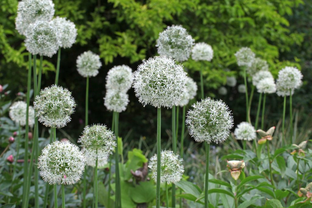 Allium Mount Everest, large white globe flower heads on tall stems