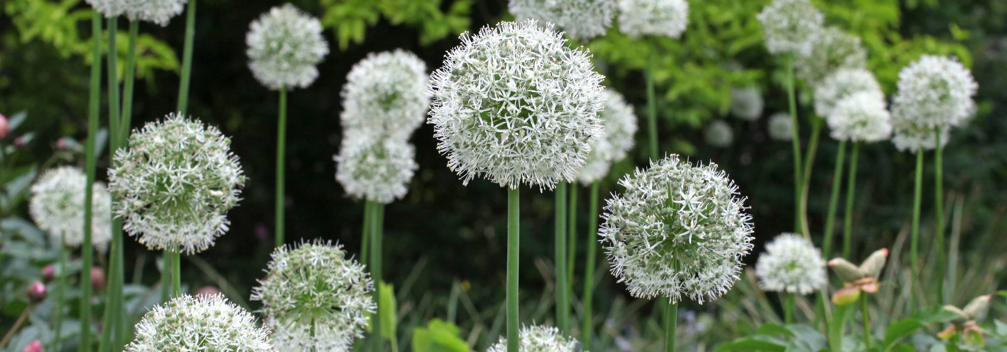 Allium Mount Everest flowering in a June border