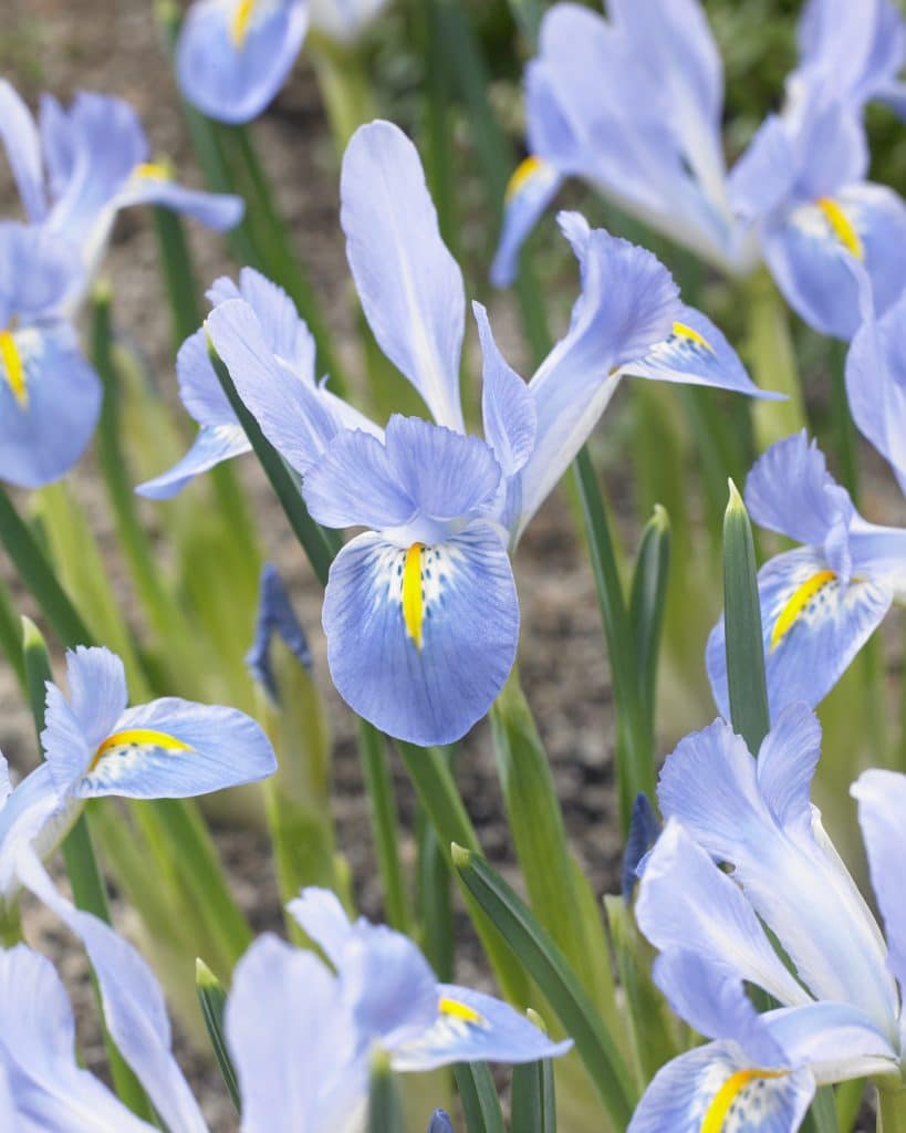 Reticulata Blue Planet