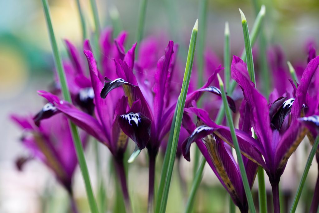 Reticulata Pauline