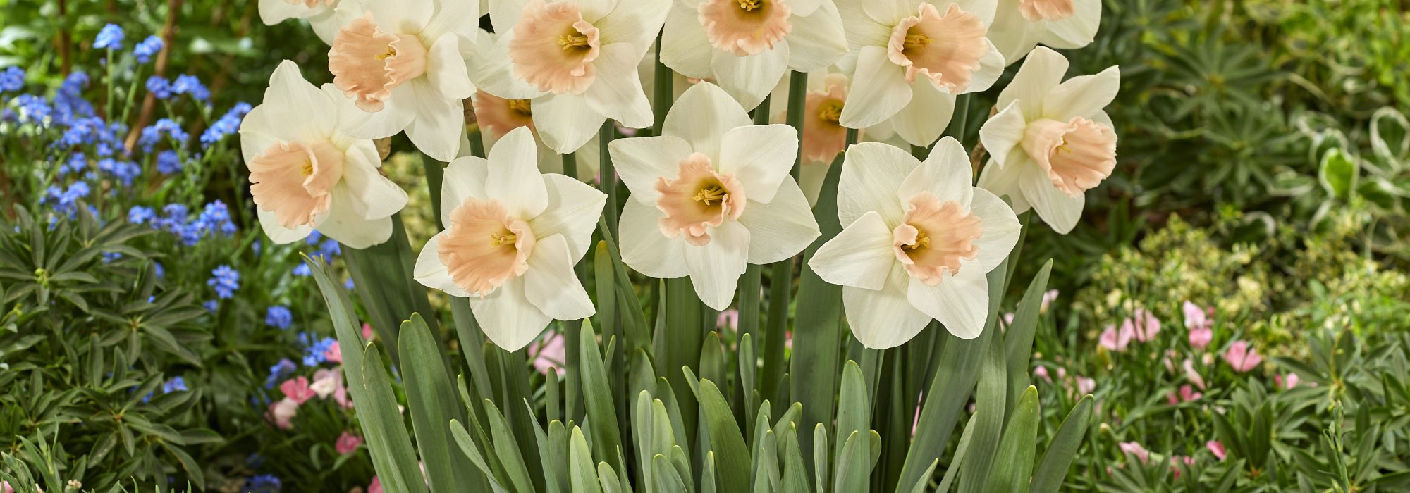 Daffodil Sweetest Dreams flowering in a spring border with forget-me-nots