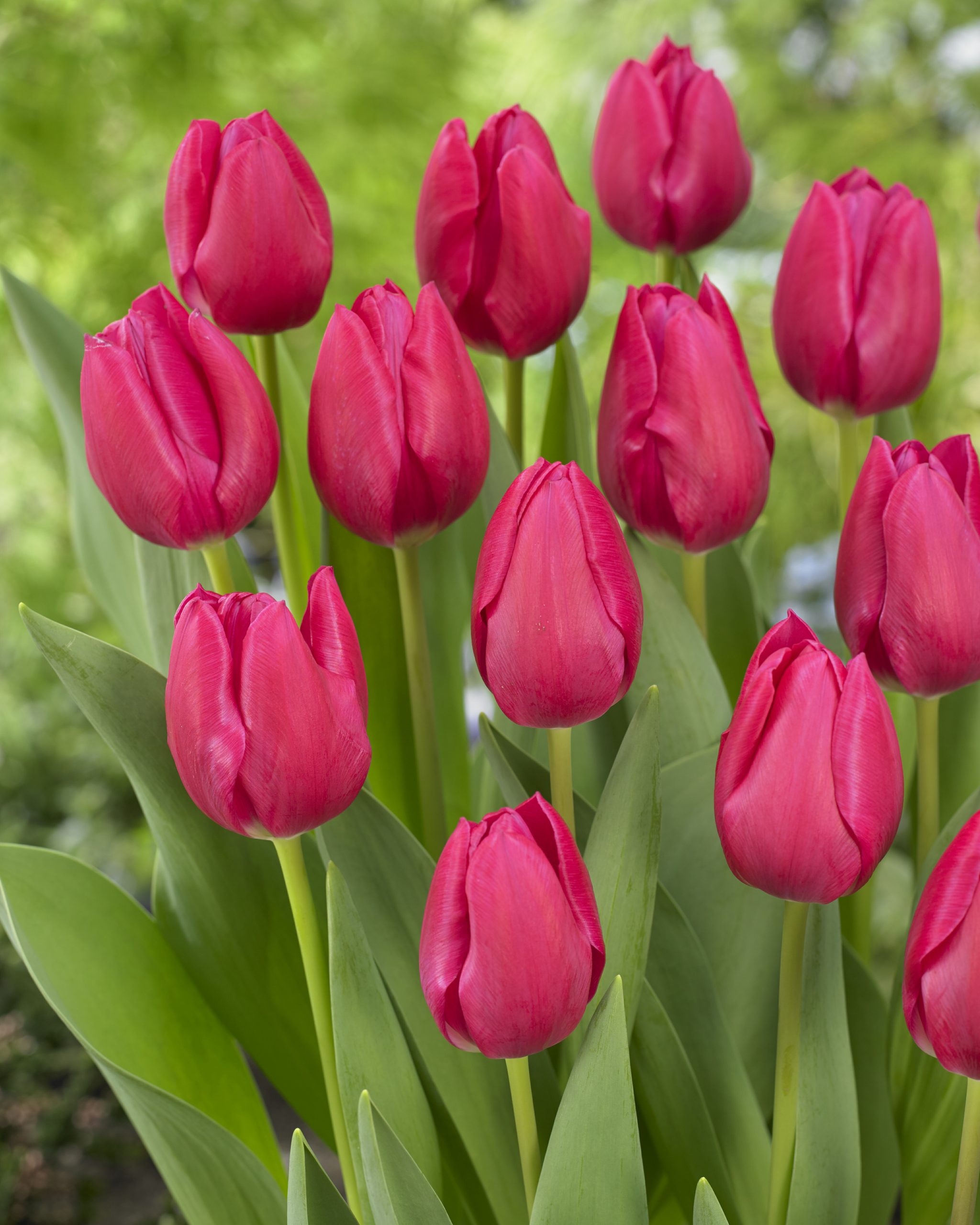 Pink Ardour - Image 1