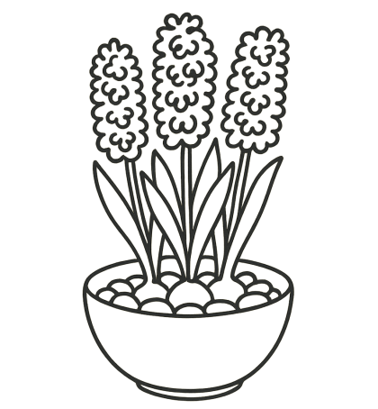 Christmas Hyacinth Collection (12 in 3 varieties)