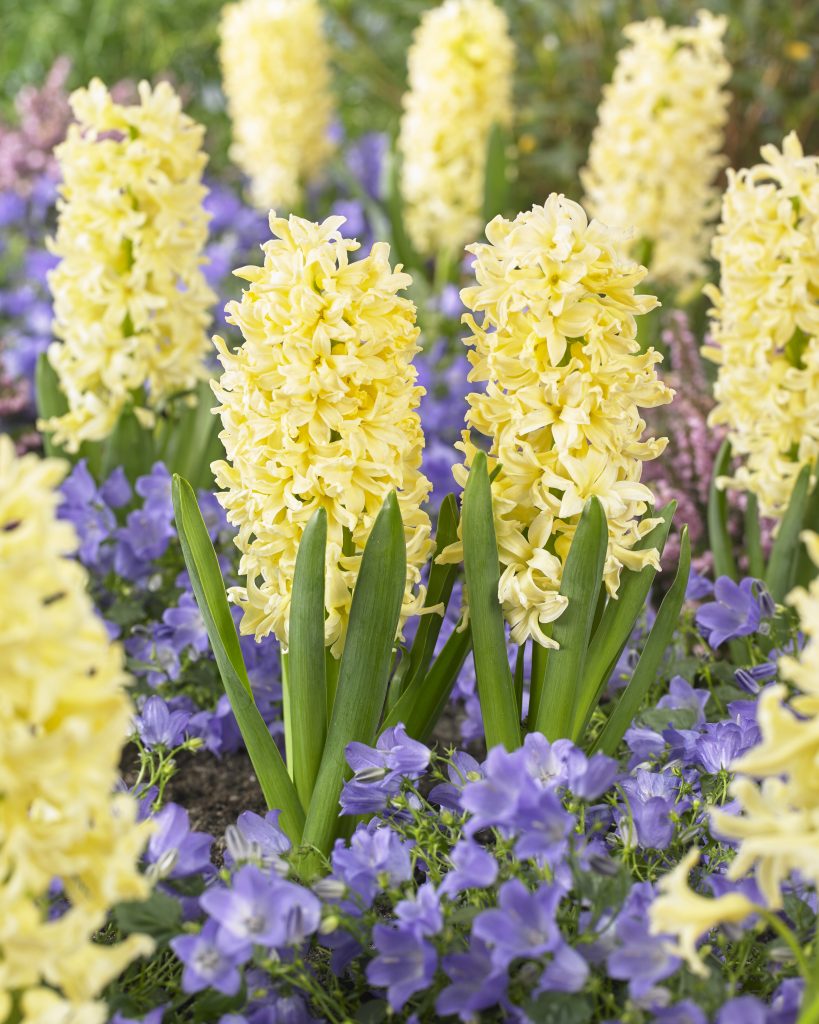 Pale yellow Gipsy Princess hyacinths flowering in a spring border above blue muscari