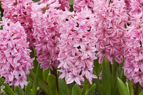 Dense pink Fondant hyacinth flower spikes in full bloom
