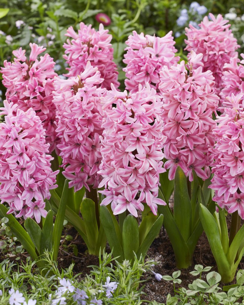 Dense pink Fondant hyacinth flower spikes in full bloom