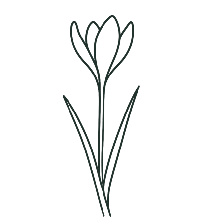 Winter Flowering Crocus (100 in 5 varieties)