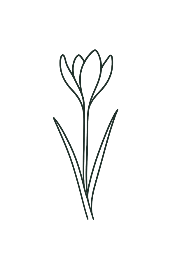 Winter Flowering Crocus (100 in 5 varieties)