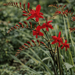 Bloms Pollinator Collection - Image 3