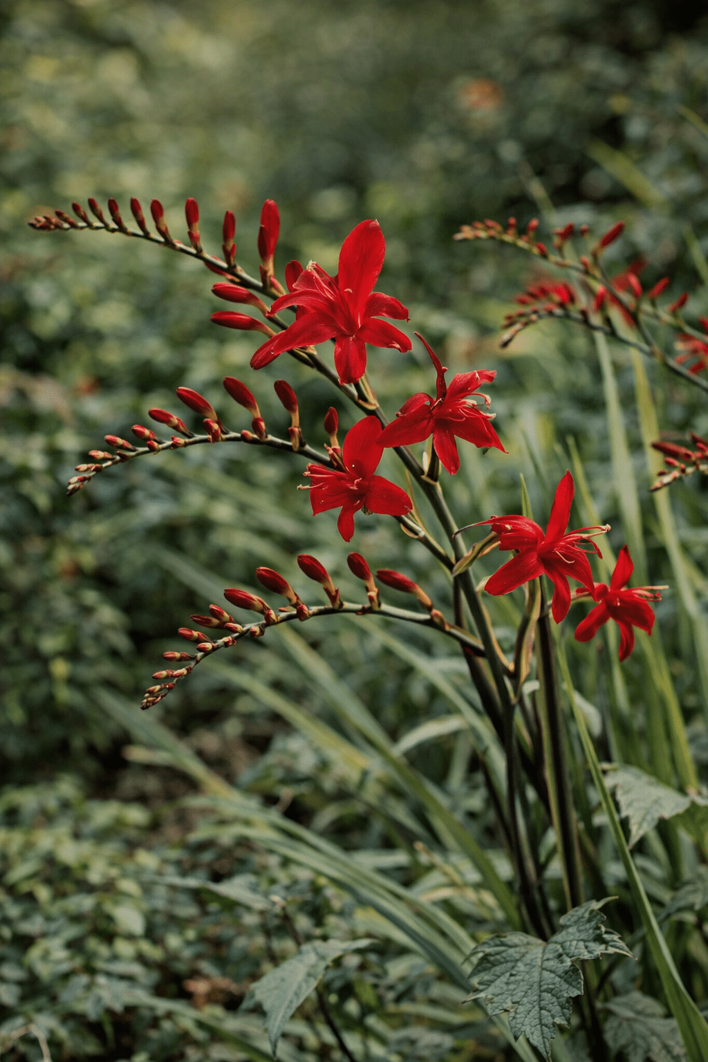 Bloms Pollinator Collection - Image 3