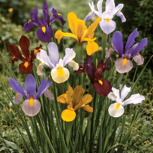 Bloms Pollinator Collection - Image 2