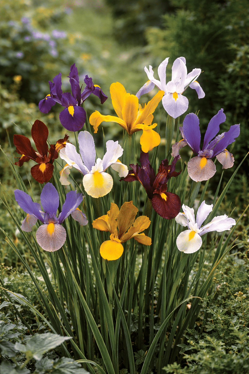 Bloms Pollinator Collection - Image 2