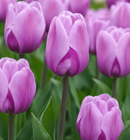 mauve purple triumph tulip alibi