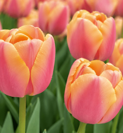 apricot pink tulip coral pride