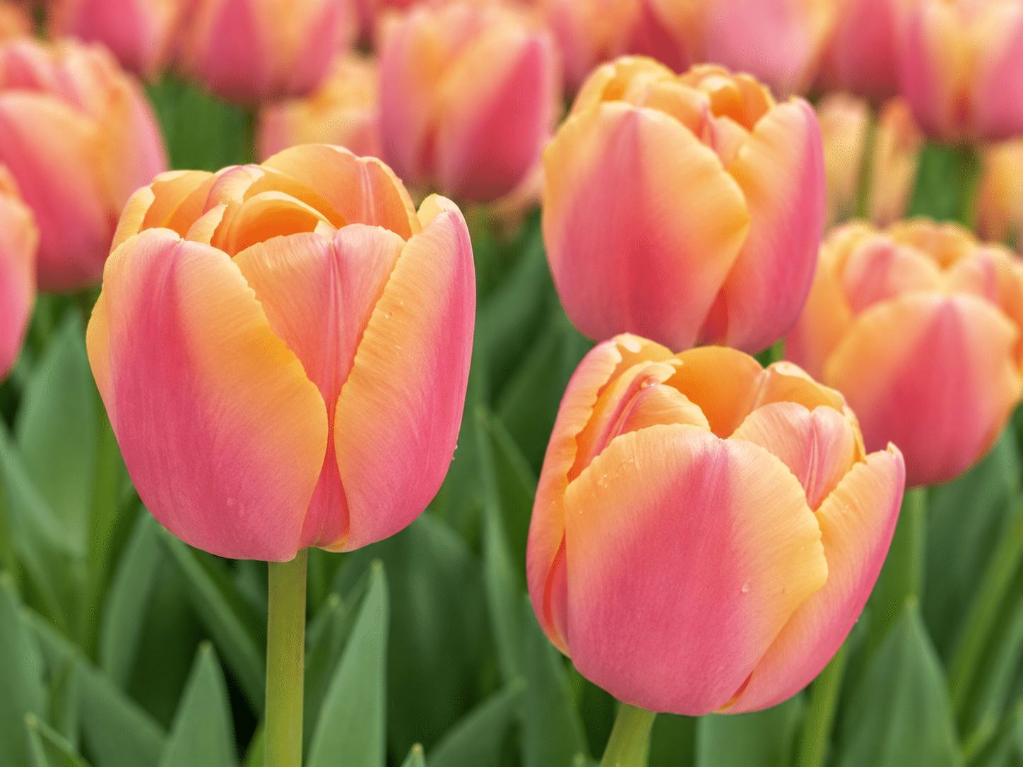 apricot pink tulip coral pride