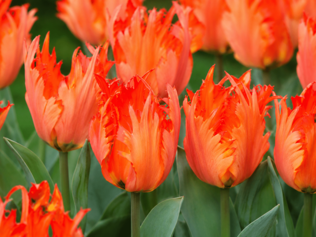 flaming orange tulip leo