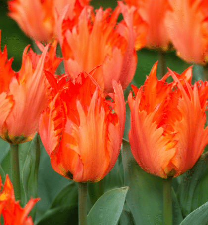 flaming orange tulip leo
