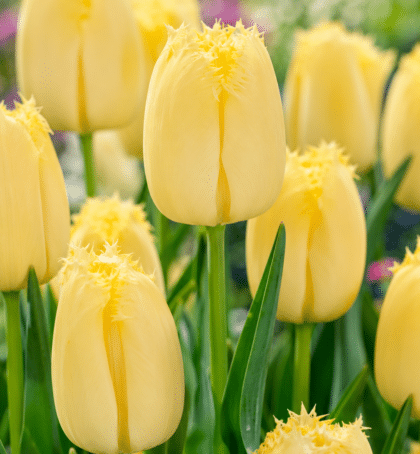 yellow fringed tulip Maja