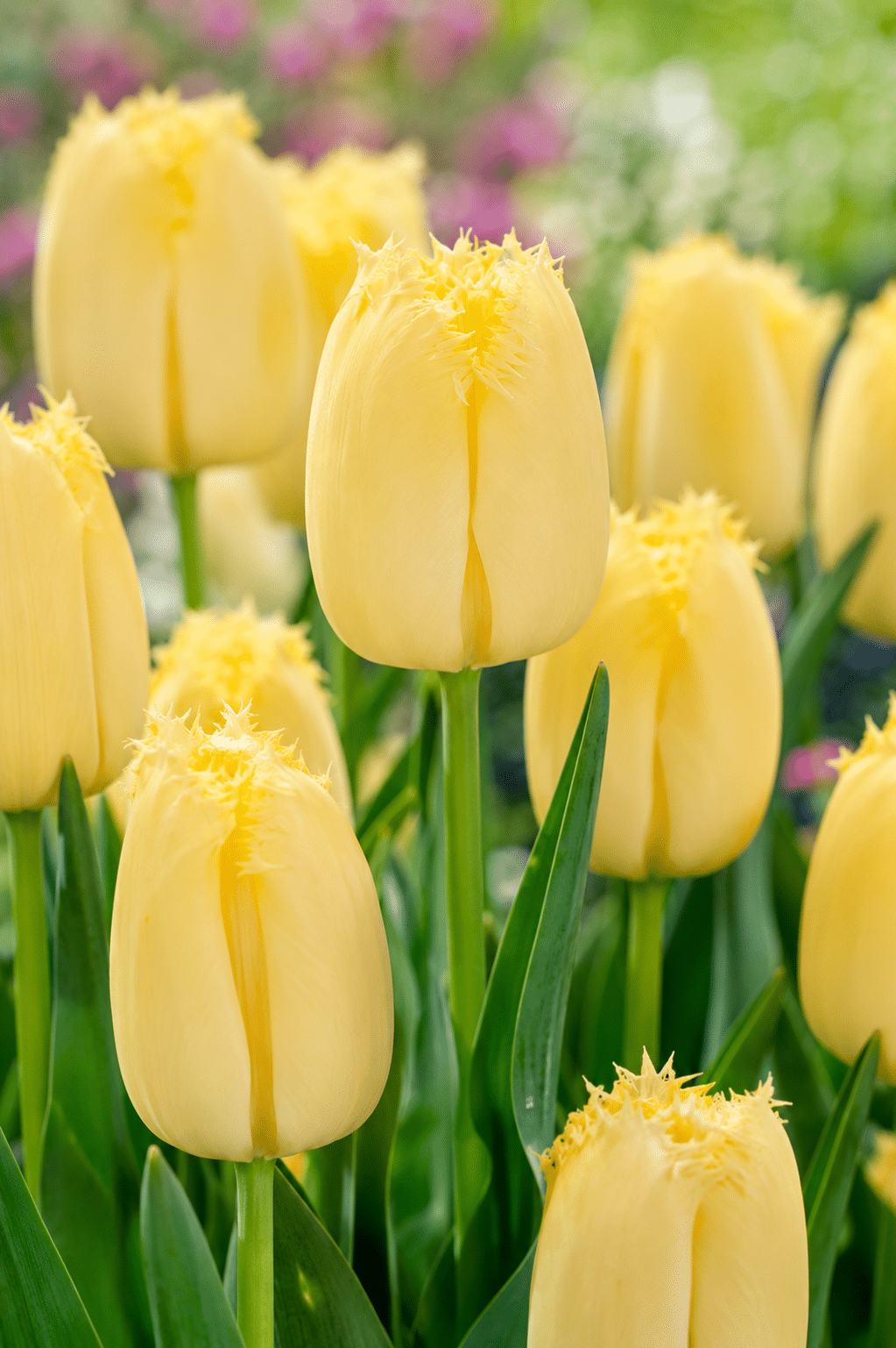 yellow fringed tulip Maja
