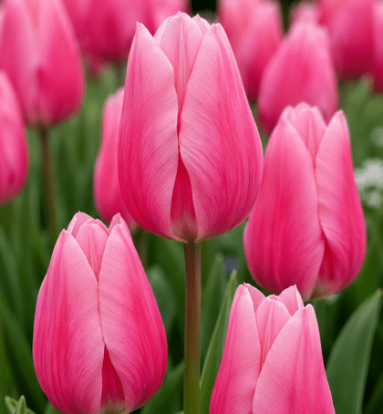 pink mid season tulip milkshake