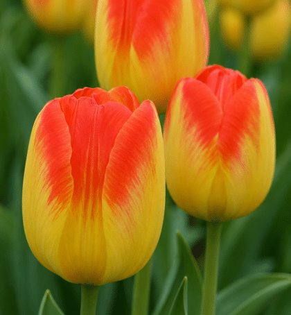 yellow orange tulip prinz armin