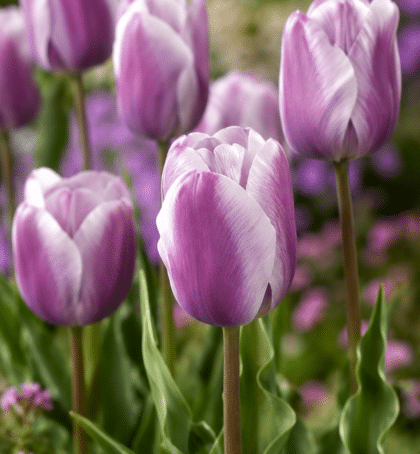 mauve-purple tulip silverstone in border