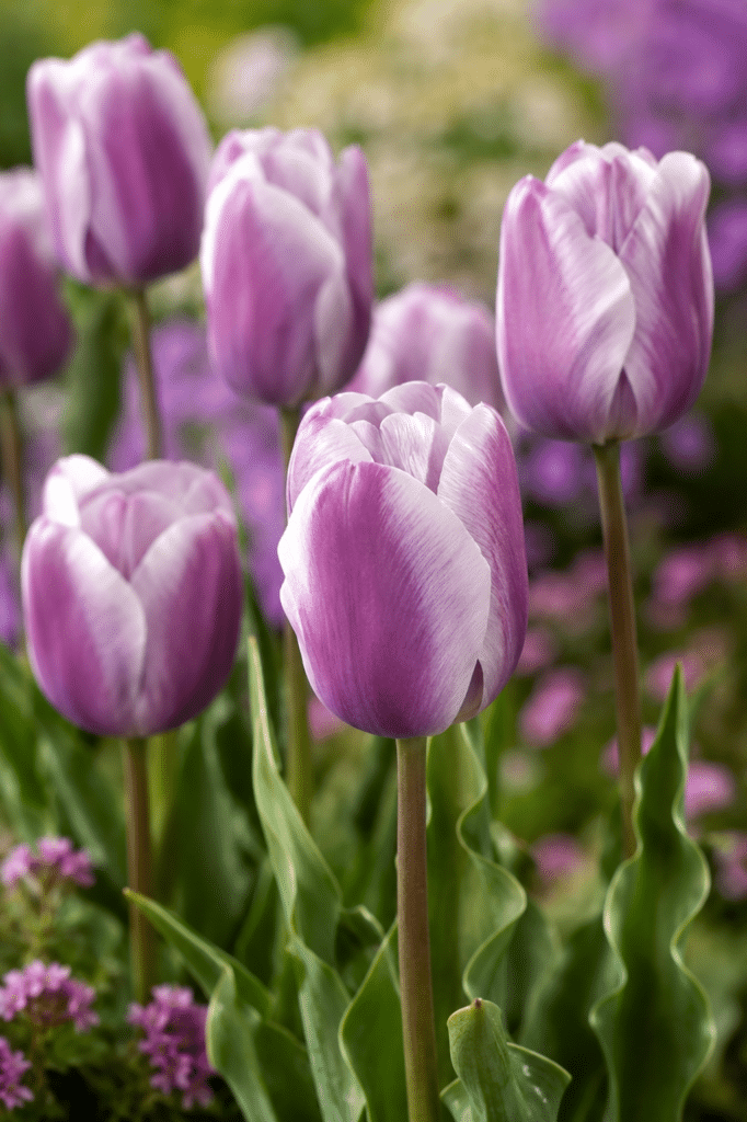 mauve-purple tulip silverstone in border