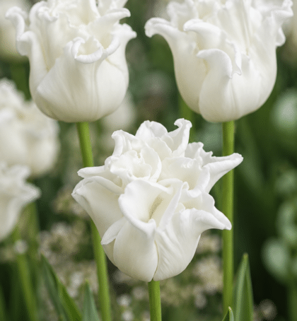 white liberostar mid season tulip