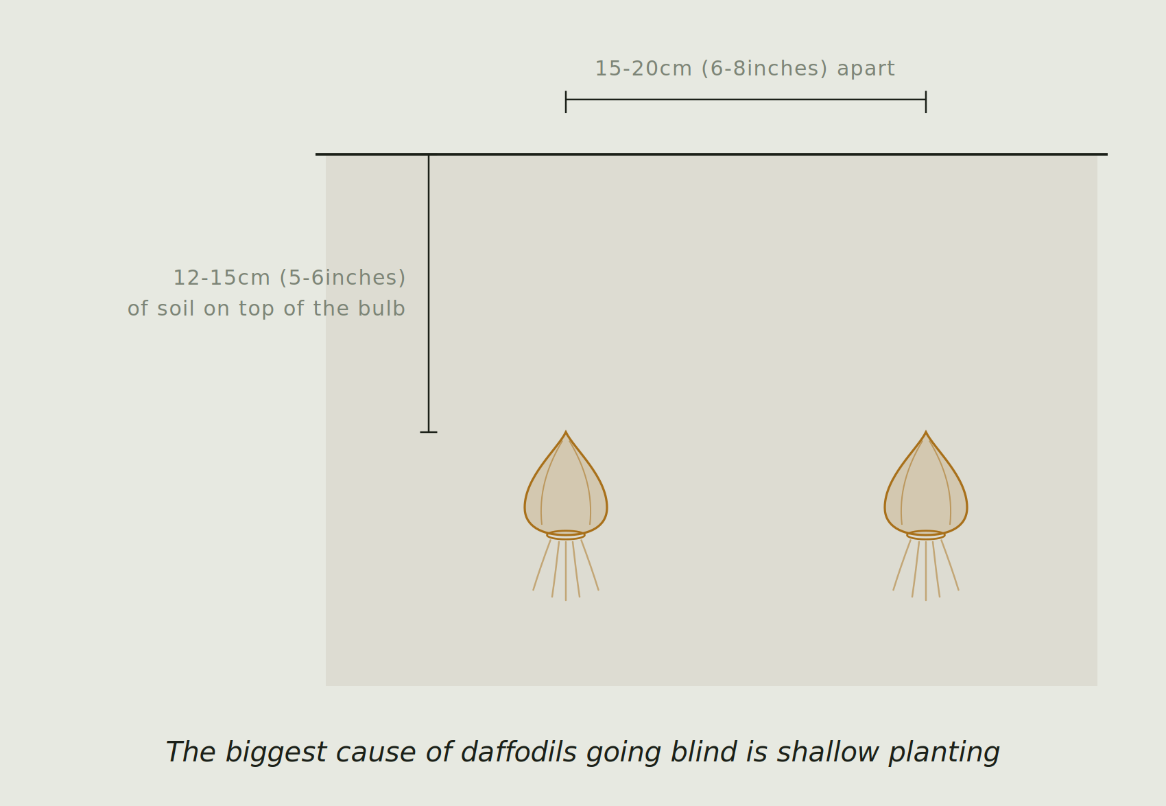 A soil cross section showing two daffodil bulbs with 12 to 15cm of soil on top of the bulb, spaced 15 to 20cm apart.