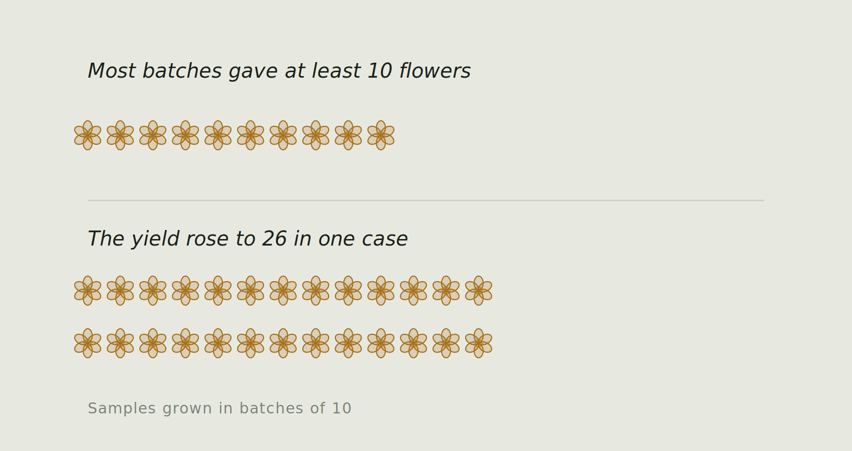 Most batches in the trial gave at least ten flowers from ten bulbs. In one case the yield rose to twenty six flowers from the same number of bulbs.