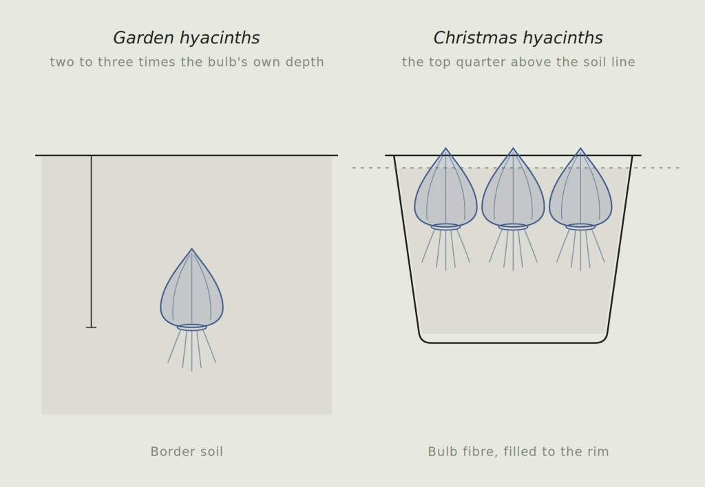 Diagram comparing planting depth for garden hyacinths in a border with Christmas hyacinths in a pot of bulb fibre