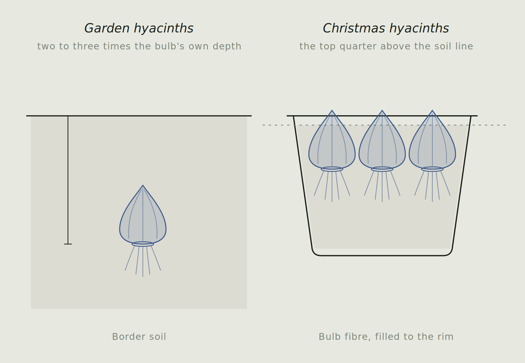 Hyacinth bulbs potted in bulb fibre with the top quarter of each bulb visible above the soil line