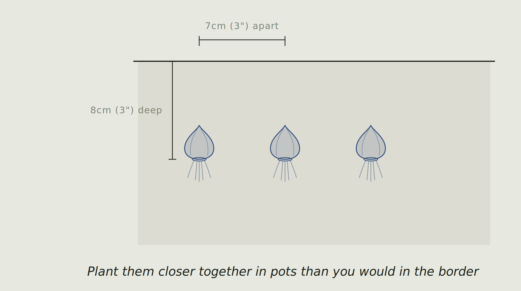 A soil cross section showing muscari bulbs planted 8cm deep and 7cm apart.