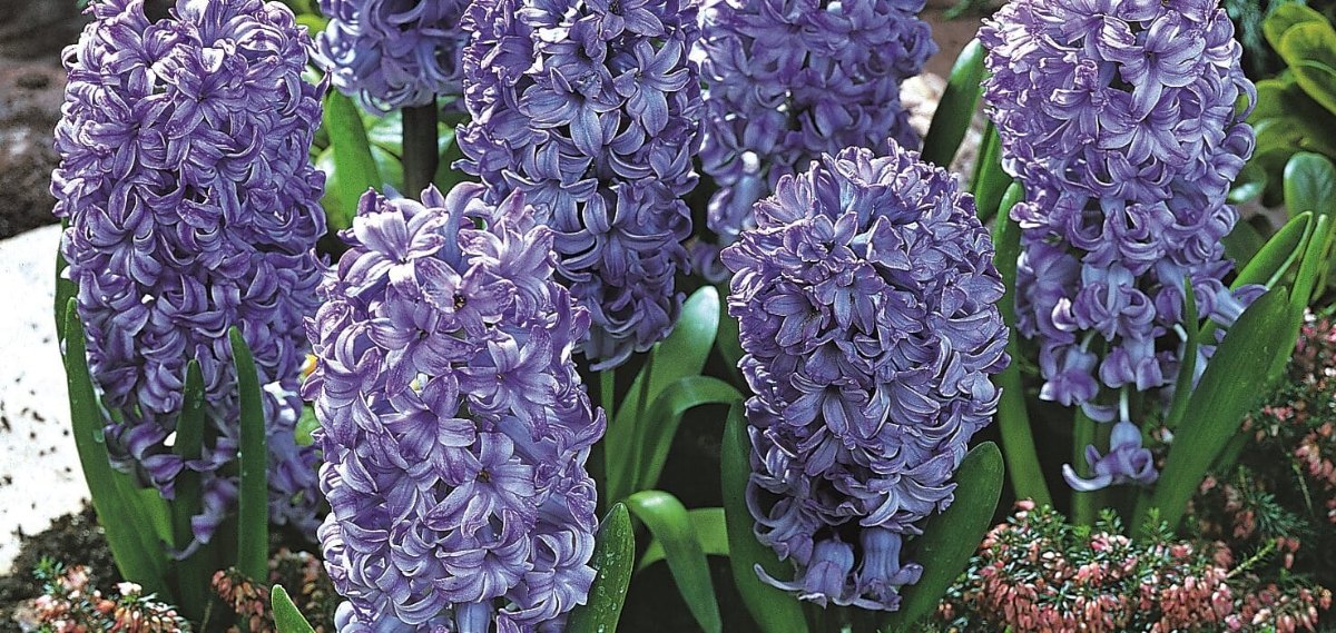 Delft Blue hyacinths in full flower in a spring border