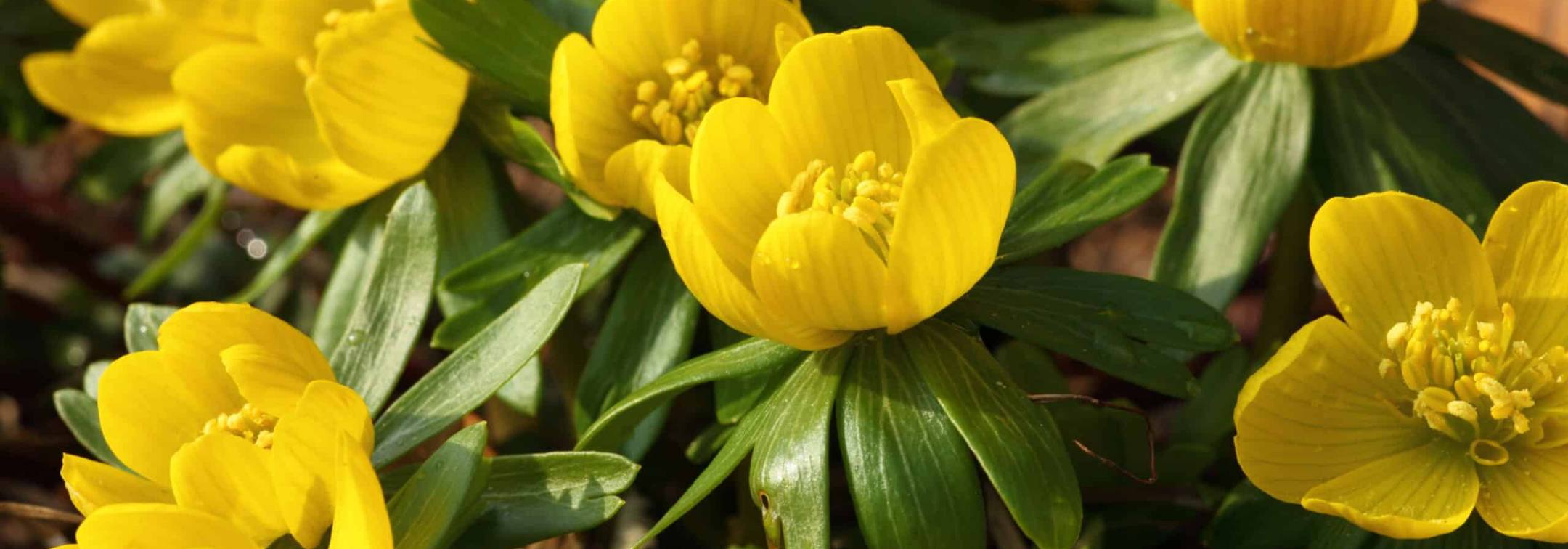 Winter aconites in flower, Eranthis hyemalis with its green ruff