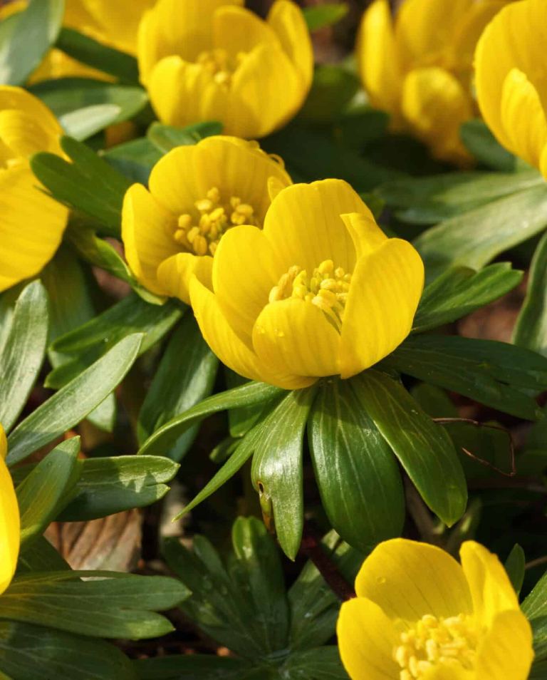 Eranthis hyemalis, the common winter aconite in flower in January